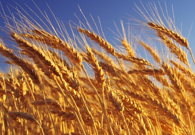 小麦冻害的预防措施有哪些 如何补救