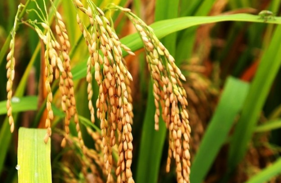 暴雨过后水稻生产管理要点 水稻需要什么生长条件