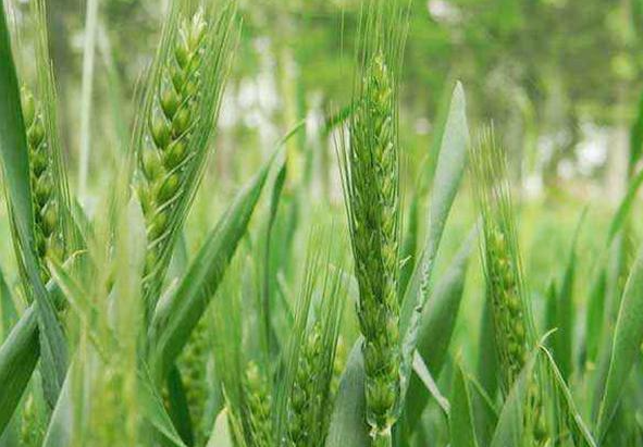 小麦春季种植管理方法是什么 如何实现高产