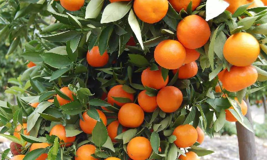 柑橘苗栽培技术 柑橘苗栽培中的注意事项有哪些