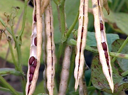红小豆高产的方法是什么 如何科学种植红小豆