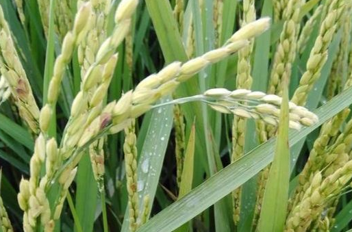 水稻再生季丰产的方法是什么 如何打造高产水稻