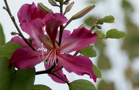 柳州适合养什么花 市花和市树是什么