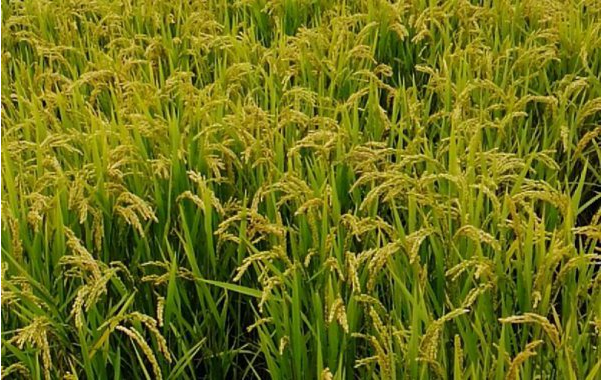 小暑期间水稻田间管理方法是什么 如何能增产