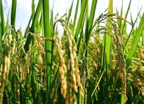 水稻除草剂打不死草的原因是什么 如何进行预防