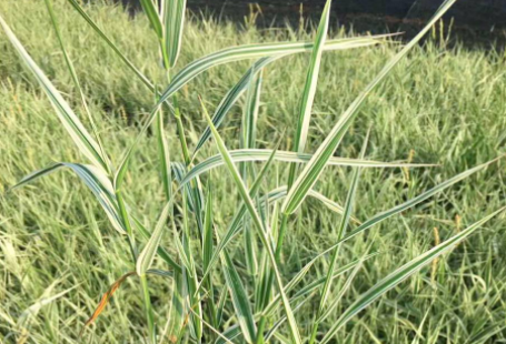 玉带草是常绿的吗 养殖注意事项有什么