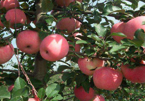 什么是苹果春梢停长 如何判断苹果春梢是否停长