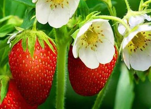 草莓冻害怎么预防 防治措施有哪些