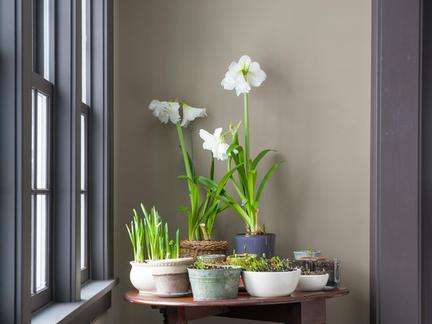 花与生活:新装房子放哪些植物能吸收毒气
