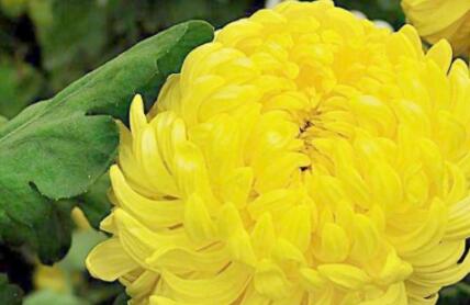 黄菊花的花语是什么?