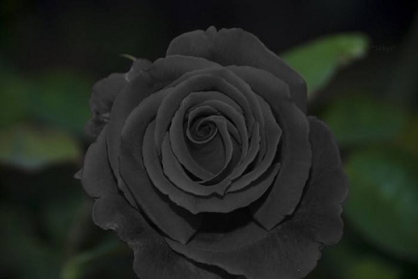 黑玫瑰花语是什么 适合送给谁