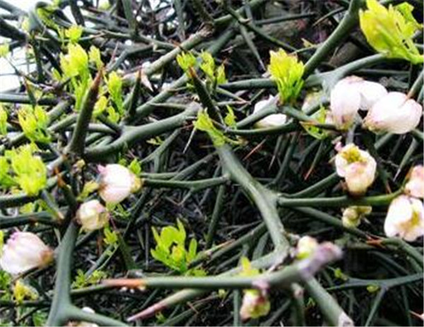 荆棘花是什么植物 荆棘花的花语是什么