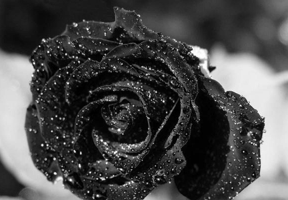 黑玫瑰花语是什么？黑玫瑰代表什么意思？