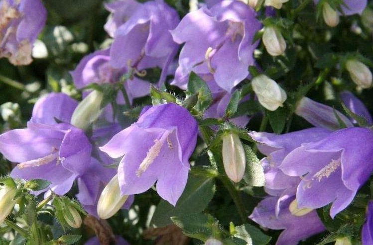 紫斑风铃草花语是什么？