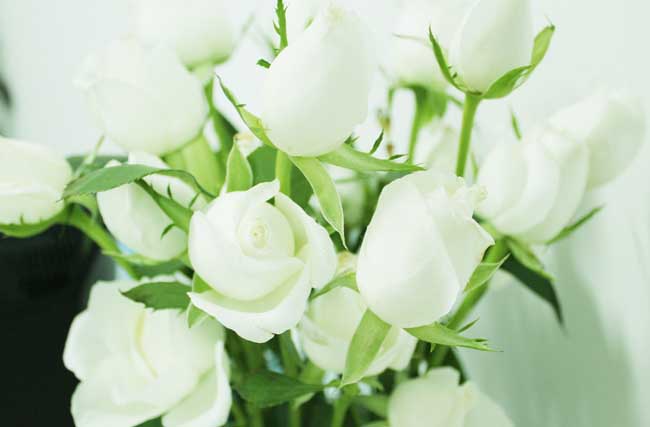 玫瑰花语知多少66朵白玫瑰花语是什么？