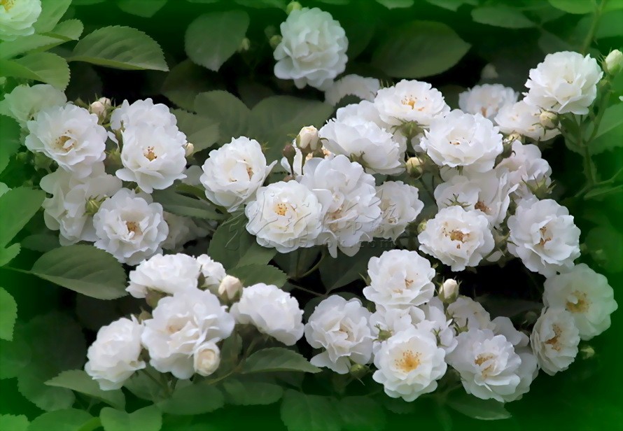 白蔷薇的花语是什么_白蔷薇图片大全