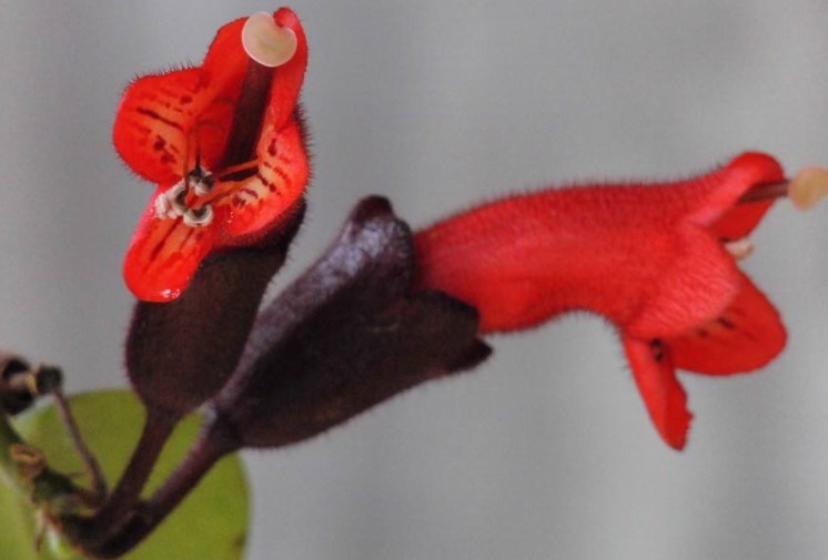 口红花的花语是什么？