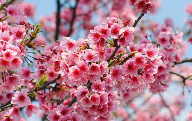 樱花的花语是什么 樱花的作用