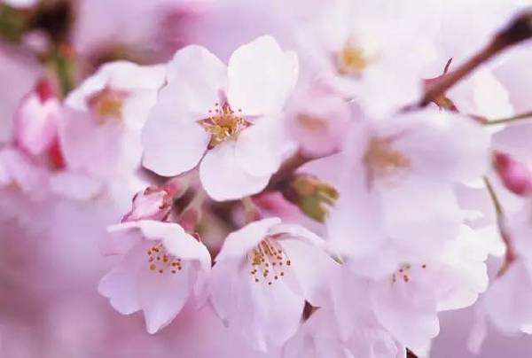 樱花的花语是什么 樱花的作用