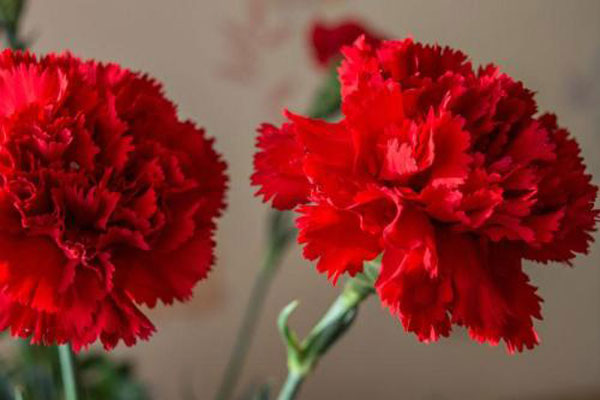 11朵红色康乃馨的花语