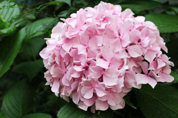 粉色绣球花的花语
