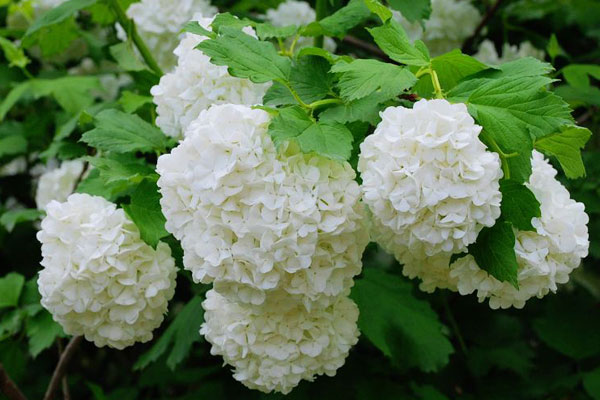 白色绣球花的花语