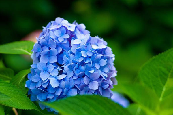 蓝色绣球花的花语