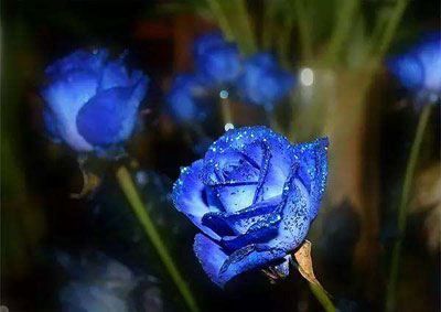 蓝色妖姬的花语