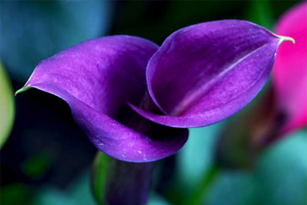 紫色马蹄莲