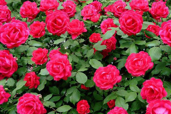 红蔷薇花的花语