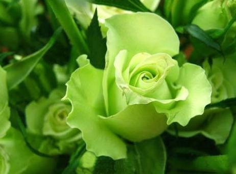 绿玫瑰的花语