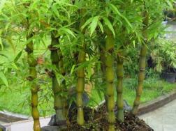 盆栽竹子冬天养护要注意这几点细节，就能安全过冬