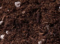 生根粉可以浇土里吗
