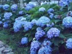 蓝色的花有哪些及花名