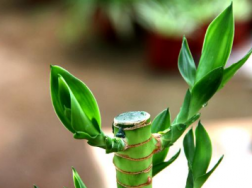 荷花竹可以水培吗，荷花竹养殖方法总结