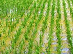 水稻是水生植物吗，生长过程整理