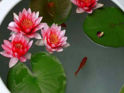 玻璃鱼缸养睡莲的养殖方法，可以放在室内吗