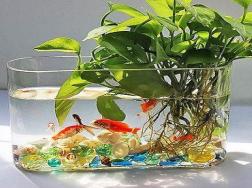 水培植物养什么鱼好，水培植物注意事项