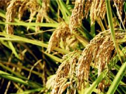 水稻叶子发黄是什么病，用什么药防治