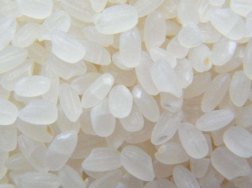 籼稻和粳稻哪个好吃，籼稻和粳稻的作用价值