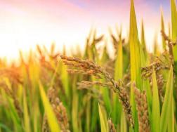 1亩地的水稻要多少斤稻种，水稻的生长过程