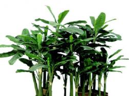 房间里放什么植物可以净化空气，养护方法整理