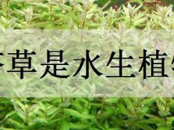 宝塔草是水生植物吗