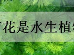 绿菊花是水生植物吗
