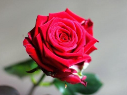 玫瑰在花瓶里能养几天，养护时需要注意些什么