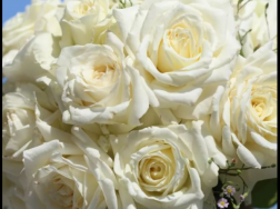 凋谢的白玫瑰的花语是什么，枯萎白玫瑰有哪些寓意