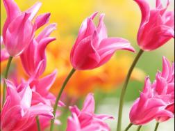 粉色郁金香花语，粉色郁金香有哪些象征