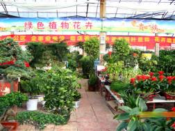 北京哪里有卖绿植的，什么地方卖绿植便宜