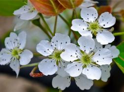 春天开白色花的植物有哪些，如何养殖