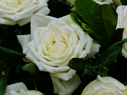 为什么白玫瑰不能随便送人，有什么寓意